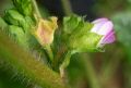 Malva nicaeensis
